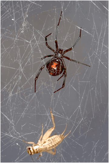 Illustration for article titled Scientists Analyzed Spiderweb DNA, and the Results Are Super Creepy